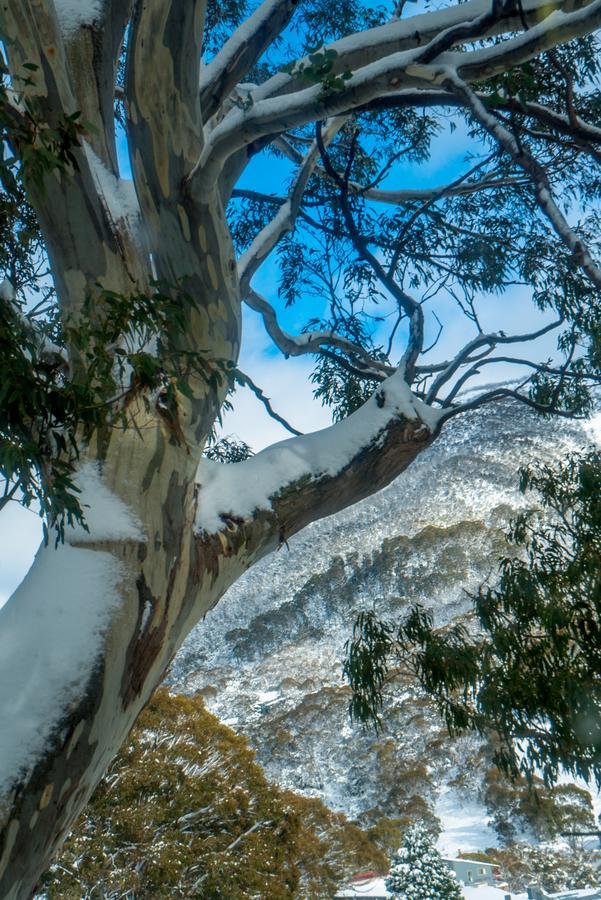 Pure Chalet Thredbo Luaran gambar